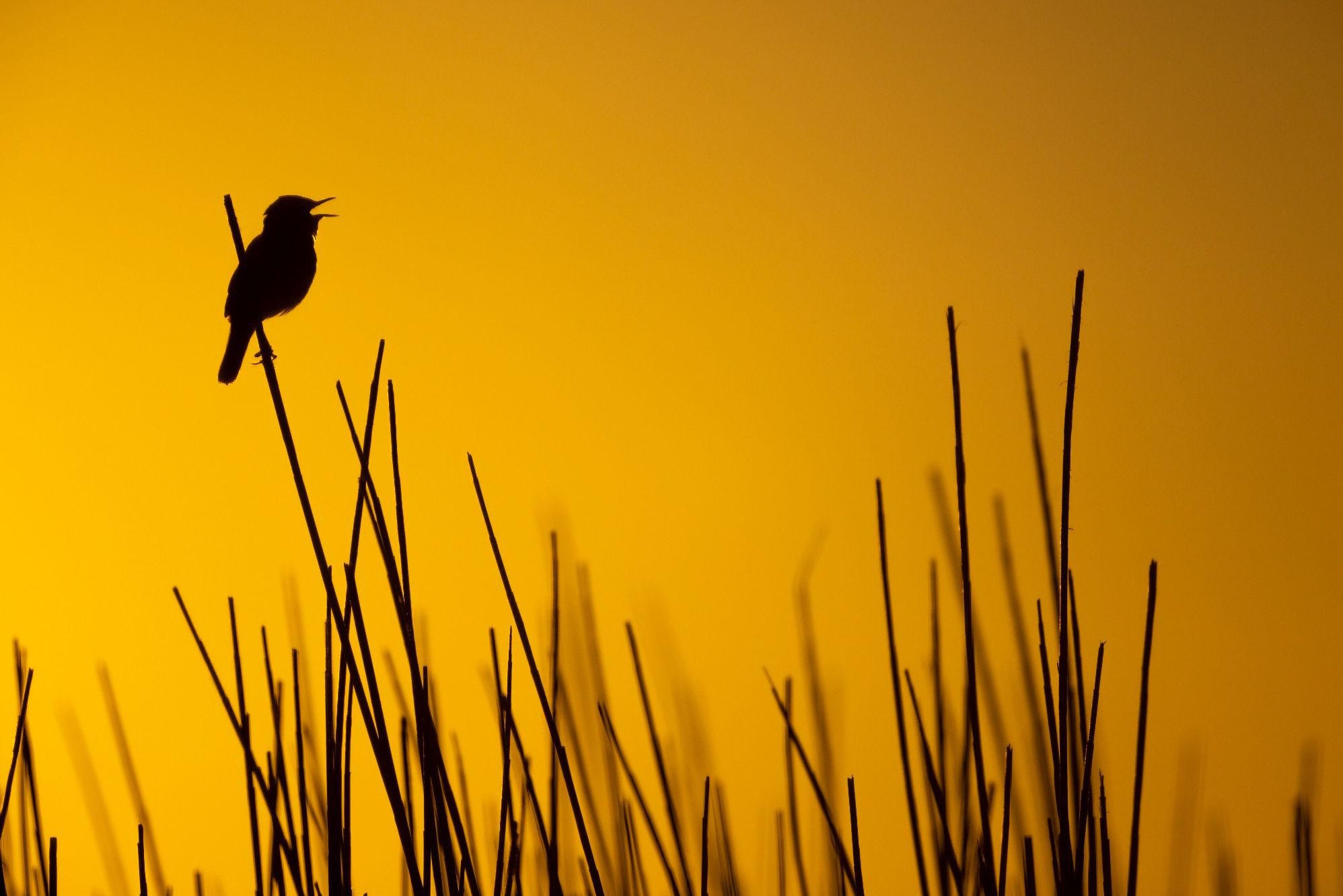 Silhouette of a bird (Sedge Warbler) perched on a reed stem against a golden sunrise background.